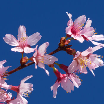 Fotografia intitolato "Cherry Blossoms" da Daniel Ravel, Opera d'arte originale, Fotografia digitale