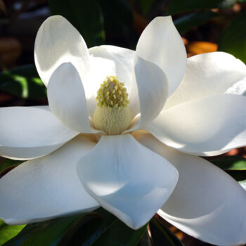 Fotografie getiteld "Magnolia Grandiflor…" door Daniel Ravel, Origineel Kunstwerk, Digitale fotografie