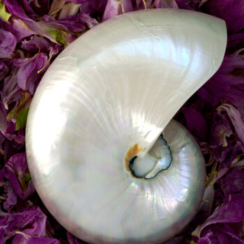 摄影 标题为“Nautilus Shell on F…” 由Daniel Ravel, 原创艺术品, 数码摄影