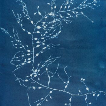 Estampas & grabados titulada "Cystoseira fzurosa" por Benoît Dardier, Obra de arte original, Monotipia