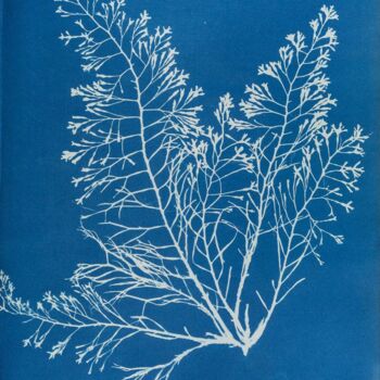 Gravures & estampes intitulée "Cystoseira granulata" par Benoît Dardier, Œuvre d'art originale, Monotype