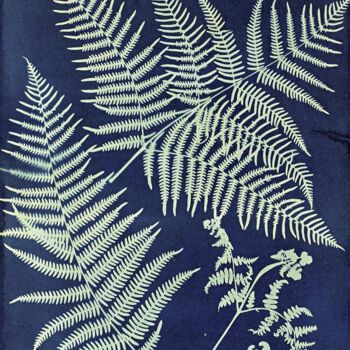 Printmaking titled "Pteris aquilina" by Benoît Dardier, Original Artwork, Monotype