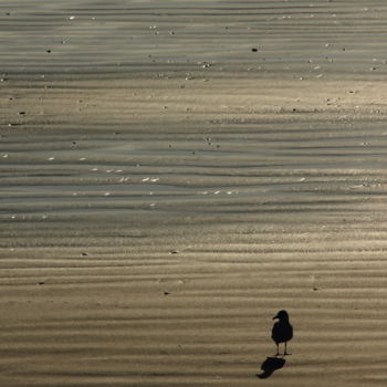 Fotografia zatytułowany „Bird silhouette 25” autorstwa Darelen, Oryginalna praca, Fotografia nie manipulowana