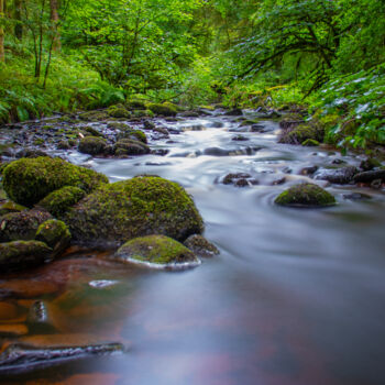 제목이 "Forest River"인 사진 Dariusz Sobala로, 원작, 디지털