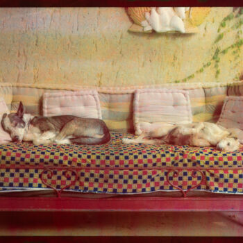 Photographie intitulée "Dogs in Love, Piemo…" par David Aimone, Œuvre d'art originale, Photographie argentique Monté sur Alu…