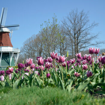 Fotografie getiteld "New Holland Tulip S…" door David Glotfelty, Origineel Kunstwerk, Digitale fotografie
