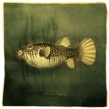 Photographie intitulée "Goldfish II - Alter…" par David Heger, Œuvre d'art originale, Photographie argentique