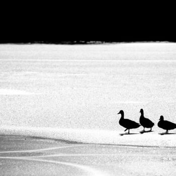 Fotografie mit dem Titel "Ducks on ice" von David Page, Original-Kunstwerk, Digitale Fotografie