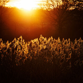 Fotografia zatytułowany „glowing reeds” autorstwa David Page, Oryginalna praca, Fotografia cyfrowa