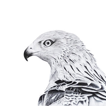Dessin intitulée "Le faucon" par David Da Costa, Œuvre d'art originale, Crayon