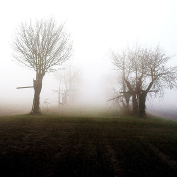 Fotografia zatytułowany „Trees in the fog” autorstwa Davide Novello, Oryginalna praca, Fotografia cyfrowa