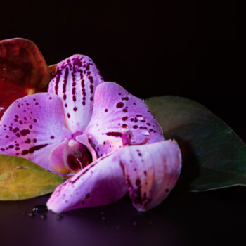 Fotografia intitolato "Orchidaceae" da Davide Marino, Opera d'arte originale, Fotografia digitale Montato su Telaio per bare…