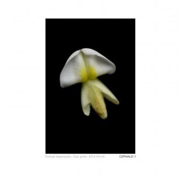 Photographie intitulée "Calamar Floral" par David Blandin, Œuvre d'art originale
