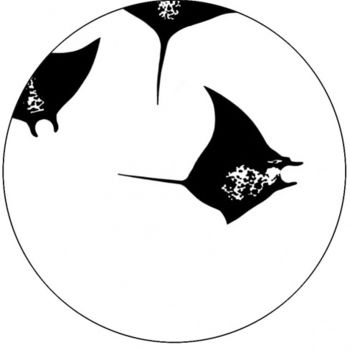 「Manta」というタイトルの製版 David Blandinによって, オリジナルのアートワーク