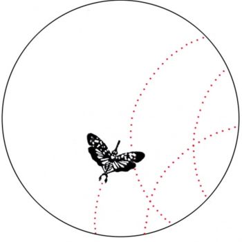 Gravures & estampes intitulée "Papillon pontes" par David Blandin, Œuvre d'art originale
