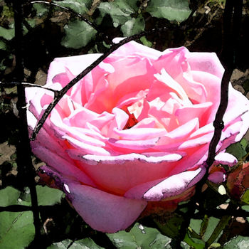 Photographie intitulée "rose" par Mchris, Œuvre d'art originale, Photographie manipulée