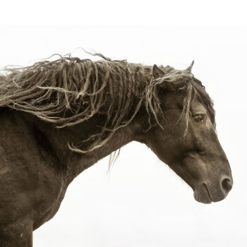 Фотография под названием "Windswept" - Debra Garside, Подлинное произведение искусства, Цифровая фотография