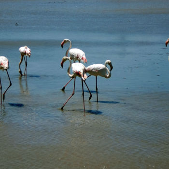 Photography titled "flamingo`s 1" by Thea De Gier, Original Artwork