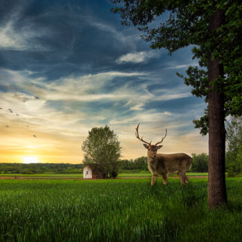 Photography titled "Deer in the field" by Dejan Travica, Original Artwork, Digital Photography