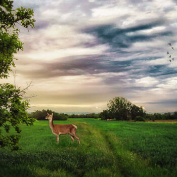 Фотография под названием "Doe in the field" - Dejan Travica, Подлинное произведение искусства, Цифровая фотография