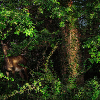 Фотография под названием "Doe in the bushes" - Dejan Travica, Подлинное произведение искусства, Цифровая фотография