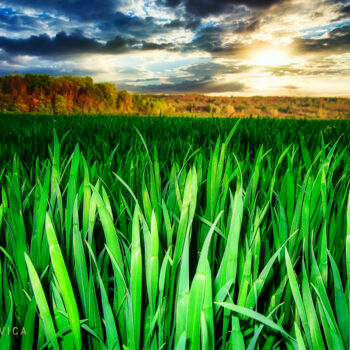Fotografie mit dem Titel "Wheat field" von Dejan Travica, Original-Kunstwerk, Digitale Fotografie