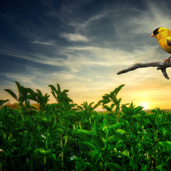 Photographie intitulée "Little yellow bird…" par Dejan Travica, Œuvre d'art originale, Photographie numérique