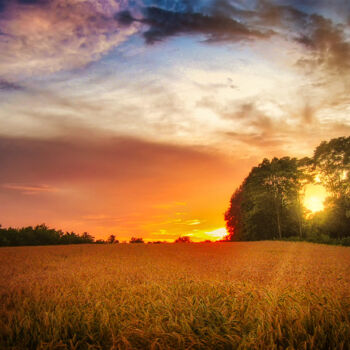 Photographie intitulée "Wheat field at suns…" par Dejan Travica, Œuvre d'art originale, Photographie numérique