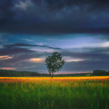 Photography titled "A Lonely tree in th…" by Dejan Travica, Original Artwork, Digital Photography