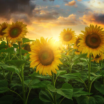 Photography titled "Sunflowers" by Dejan Travica, Original Artwork, Digital Photography