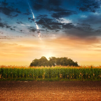 Fotografia intitolato "Corn in the field a…" da Dejan Travica, Opera d'arte originale, Fotografia digitale