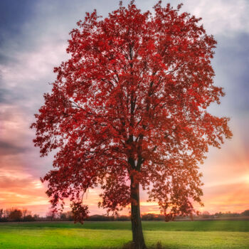 Фотография под названием "Lonely red tree" - Dejan Travica, Подлинное произведение искусства, Цифровая фотография