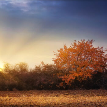 Photography titled "Golden tree in the…" by Dejan Travica, Original Artwork, Digital Photography