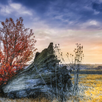 Photography titled "An old stump in the…" by Dejan Travica, Original Artwork, Digital Photography