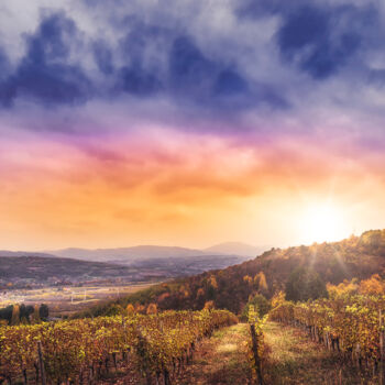 摄影 标题为“Oplenac vineyards” 由Dejan Travica, 原创艺术品, 数码摄影