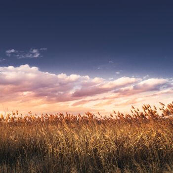 Fotografie getiteld "Reed in the wind" door Dejan Travica, Origineel Kunstwerk, Digitale fotografie