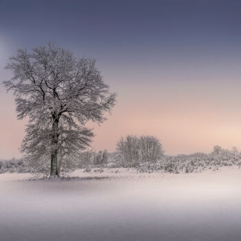 Fotografia intitolato "Winter tree" da Dejan Travica, Opera d'arte originale, Fotografia digitale