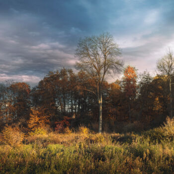 Photographie intitulée "A small forest in t…" par Dejan Travica, Œuvre d'art originale, Photographie numérique