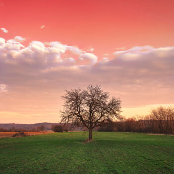 Fotografie getiteld "Bare tree in the fi…" door Dejan Travica, Origineel Kunstwerk, Digitale fotografie