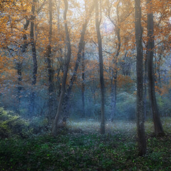 Photography titled "Dreamy forest in au…" by Dejan Travica, Original Artwork, Digital Photography