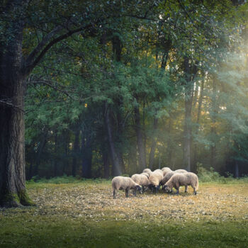 Fotografie mit dem Titel "A flock of sheep is…" von Dejan Travica, Original-Kunstwerk, Digitale Fotografie