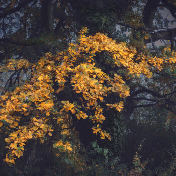 摄影 标题为“The old oak glows i…” 由Dejan Travica, 原创艺术品, 数码摄影