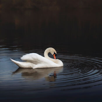Fotografia intitolato "White swan in the l…" da Dejan Travica, Opera d'arte originale, Fotografia digitale