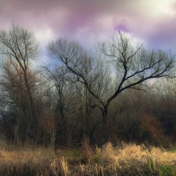 Photographie intitulée "A sad grove in wint…" par Dejan Travica, Œuvre d'art originale, Photographie numérique