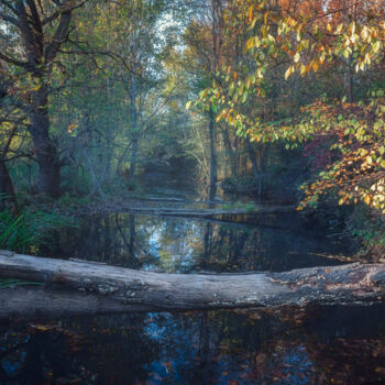 Fotografia intitolato "Small forest river…" da Dejan Travica, Opera d'arte originale, Fotografia digitale