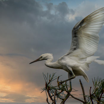 Photography titled "Aigrette garzette a…" by Didier Delavaud, Original Artwork, Digital Photography Mounted on Wood Stretche…