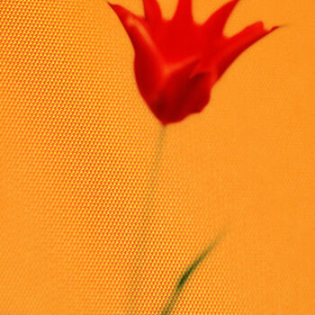 Fotografía titulada "Tulipe simple" por Denis Chapoullié, Obra de arte original, Fotografía analógica