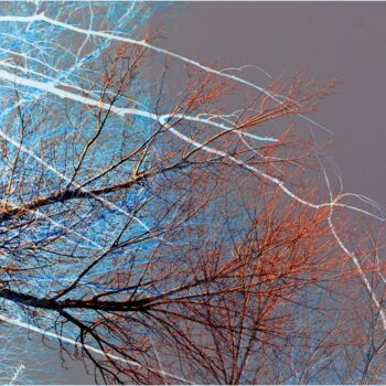 제목이 "Branches"인 사진 Denise Arsac Coustoulin로, 원작, 조작된 사진