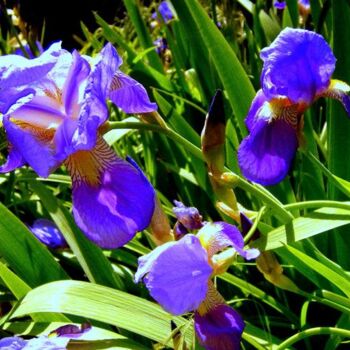 Photography titled "Iris 2" by Denise Guilhaumon, Original Artwork