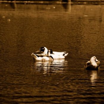 Fotografie getiteld "Les canards" door Denis Hirst, Origineel Kunstwerk